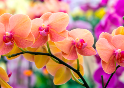 Onde Comprar Orquídea