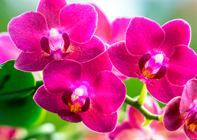 Onde Comprar Orquídea