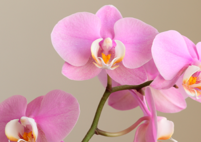 Onde Comprar Orquídea