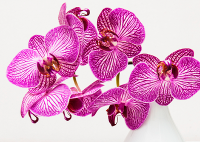 Onde Comprar Orquídea