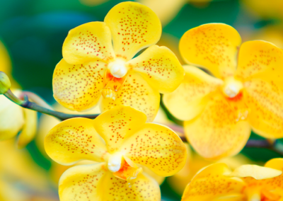 Onde Comprar Orquídea